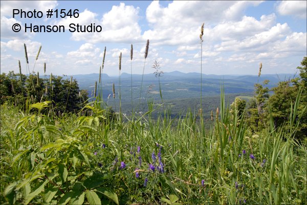 Burke Mountain, VT - view of Lake Willoughby through grass